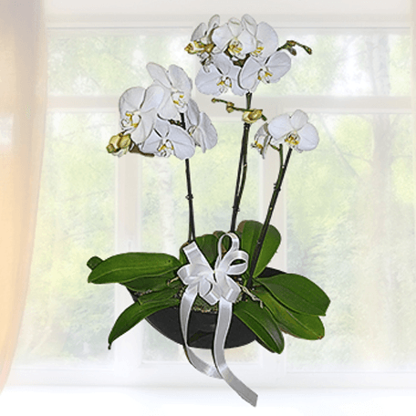 Produto: Orquídea de interior